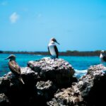 exploracion-y-confort-cruceros-de-lujo-por-las-islas-galapagos