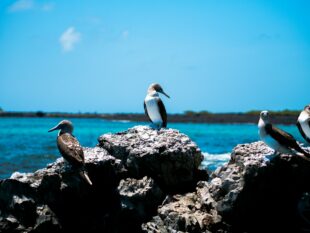 exploracion-y-confort-cruceros-de-lujo-por-las-islas-galapagos