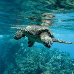 islas-galapagos-un-crucero-de-lujo-en-la-cuna-de-la-biodiversidad